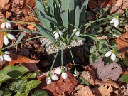 Galanthus 'melihae' (elwesii) ACQ13337 20200203 0002