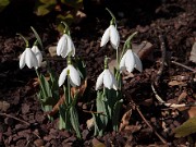 Galanthus elwesii 20111224_0002