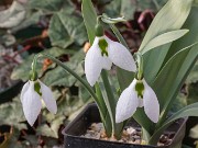 Galanthus elwesii ACQ11111 20180126 0003