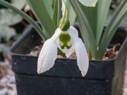 Galanthus elwesii ACQ11111 20180208 0003