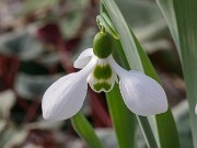 Galanthus elwesii ACQ11984 20180120 0002