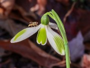 Galanthus elwesii var. monostictus 266 20241111 0003