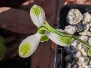 Galanthus elwesii var. monostictus 266 20241111 0004