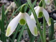 Galanthus elwesii var. monostictus 387 20251120 0002