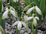 Galanthus elwesii var. monostictus 391 20251120 0002