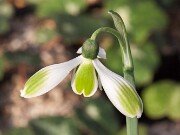 G. elwesii var. monostictus