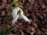 Galanthus fosteri 20120201_0006