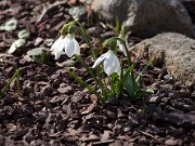 Galanthus fosteri 20120218_0001