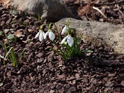 Galanthus fosteri 20120218_0002