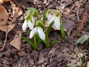 Galanthus fosteri 20140315 0001