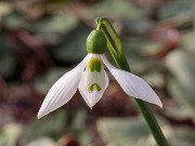 Galanthus fosteri ACQ11411 20180126 002
