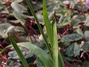 Galanthus fosteri ACQ11411 20180126 003