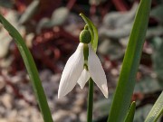 Galanthus fosteri ACQ11416 20180126 002
