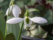 Galanthus fosteri ACQ11421 20180126 002