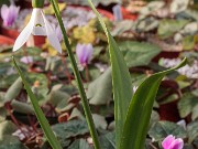 Galanthus fosteri ACQ11487 20180126 003