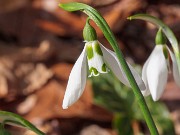Galanthus fosteri ACQ13026 20200203 0002