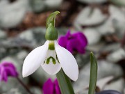 Galanthus fosteri ACQ9684 20160125 0002