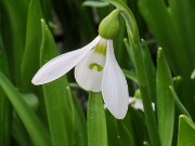Galanthus fosteri Gaziantep 20210206 0002