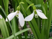 Galanthus fosteri Gaziantep 20210206 0003