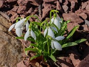 Galanthus fosteri aff. 20240226 0001