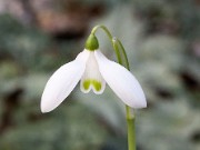 Galanthus r-o ACQ10305 20151111 0003