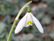 Galanthus r-o ACQ10306 20151111 0001