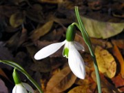 Galanthus r-o ssp. r-o 0003