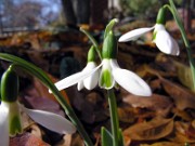 Galanthus r-o ssp. r-o 0005