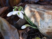 Galanthus r-o ssp. r-o 20100001