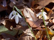 Galanthus r-o ssp. r-o 20100008