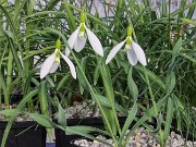 Galanthus gracilis 12258 Manyas TKY 20250122 0002