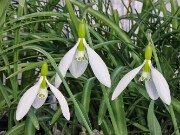 Galanthus gracilis 12258 Manyas TKY 20250122 0003