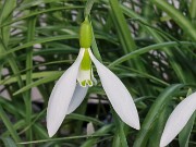 Galanthus gracilis 12258 Manyas TKY 20250122 0004