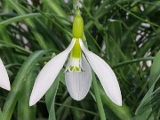 Galanthus gracilis 12258 Manyas TKY 20250122 0005