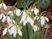 Galanthus gracilis 20160110 0007