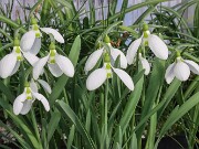 Galanthus gracilis 527 20250122 0002