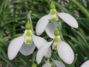 Galanthus gracilis 527 20250122 0003