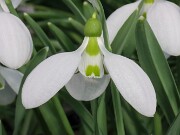 Galanthus gracilis 527 20250122 0004