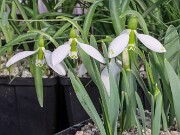 Galanthus graecus 12163 20250122 0002