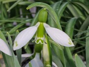 Galanthus graecus 12163 20250122 0003