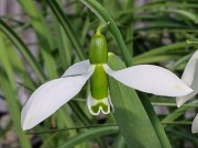 Galanthus graecus 12294 20250122 0002