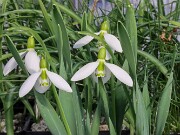 Galanthus graecus 13395 20250122 0002