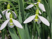 Galanthus graecus 13395 20250122 0003