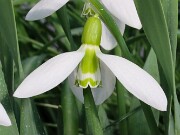 Galanthus graecus 13395 20250122 0004
