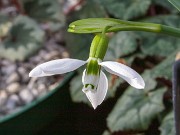 Galanthus graecus ACQ10757 20180120 0002