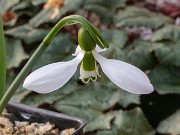 Galanthus graecus ACQ11438 20180208 0002