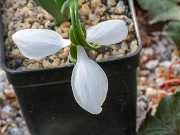 Galanthus graecus ACQ11438 20180208 0003