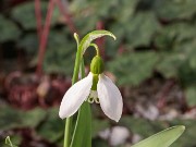 Galanthus graecus ACQ12173 20180109 0001