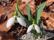 Galanthus graecus ACQ13455 20200203 0004