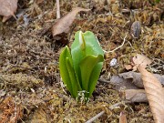 Galanthus krasnovii 20190311 0003